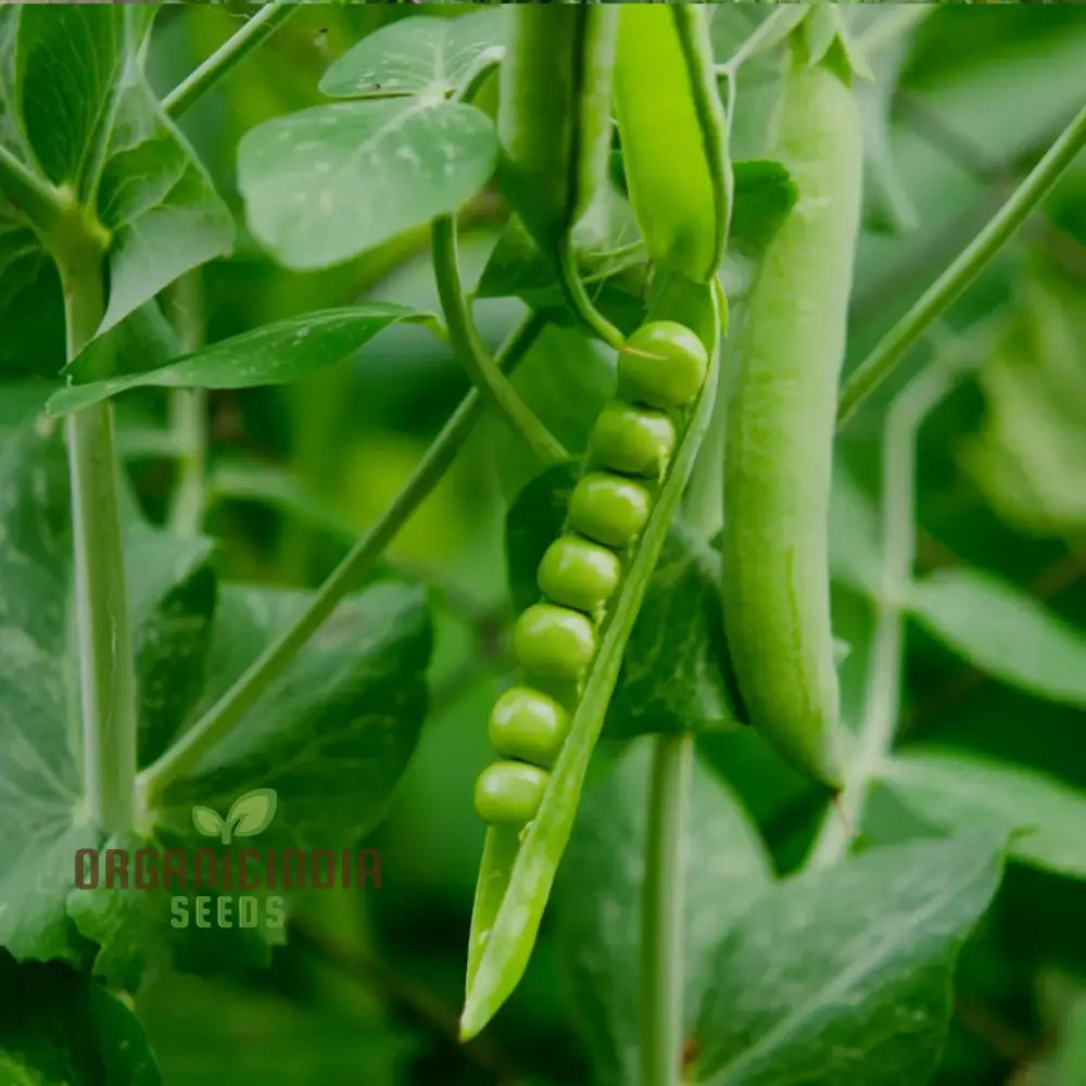 Premium Pea Vegetable Seeds For Planting Grow Delicious Peas In Your Garden Legumes