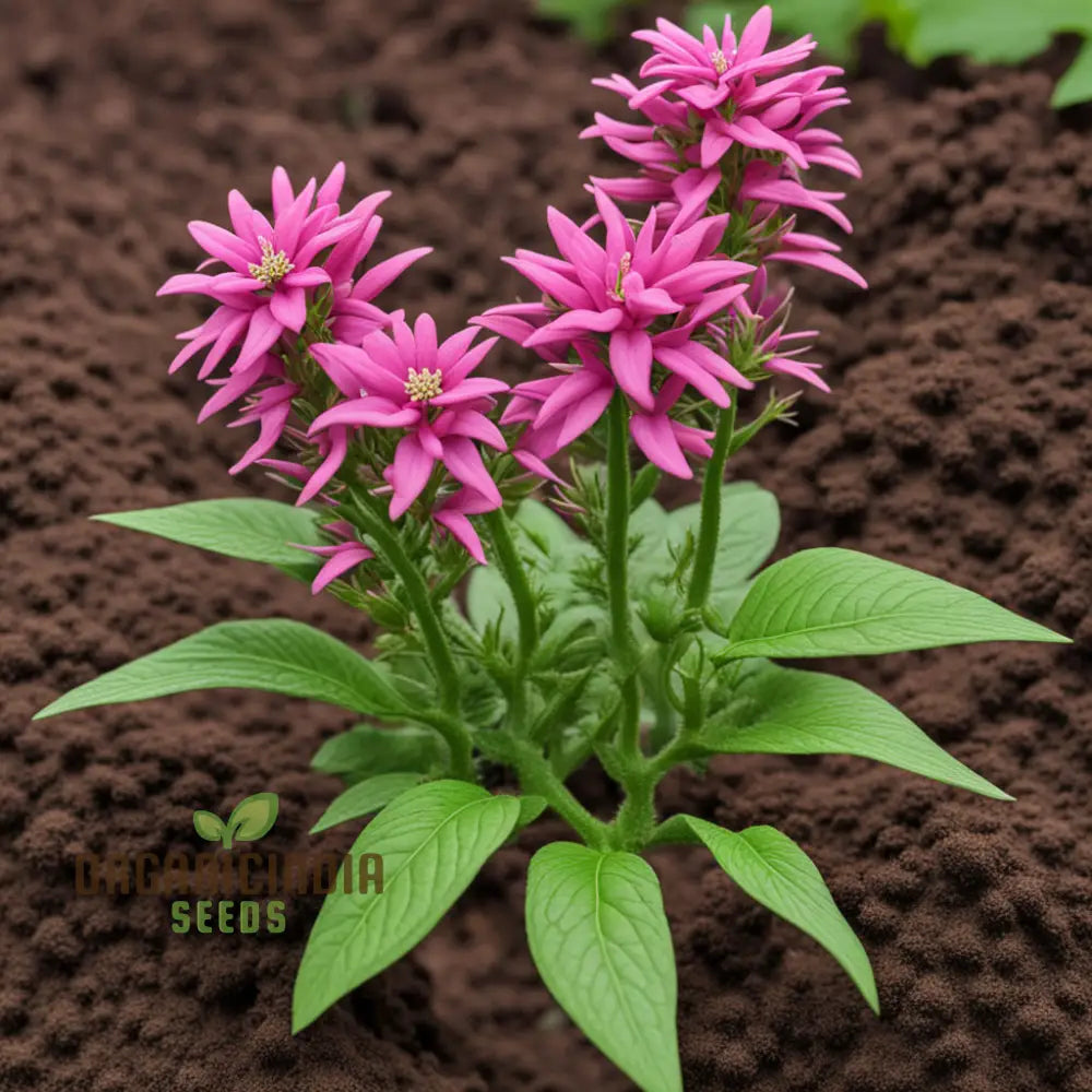 Premium Penta’s Lanceolate Seeds - Abundant Flower Bulk For Planting And Gardening Beauty Annuals