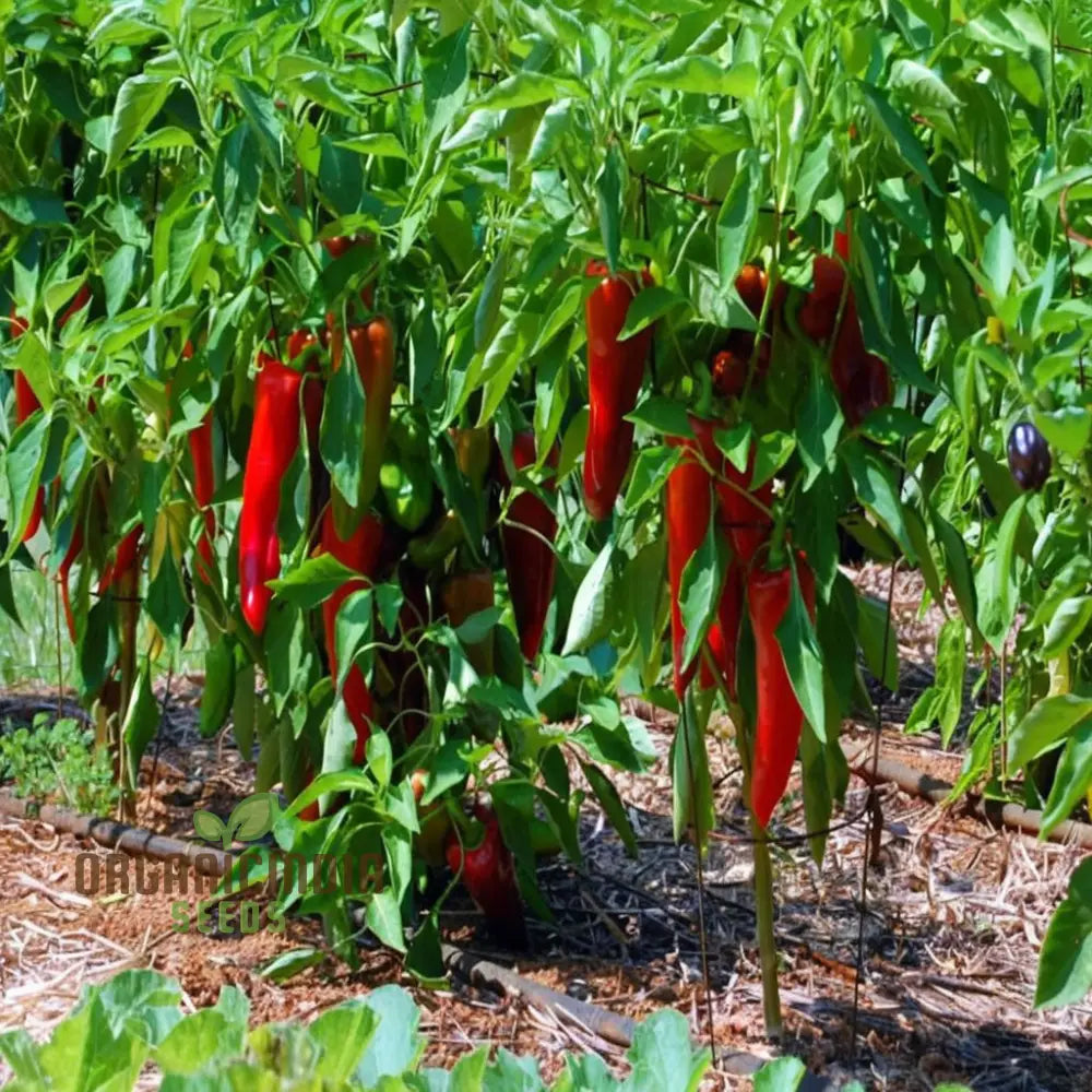 Premium Pepper Hot Chilli Jalapeno Gourmet Seeds – Grow Your Own Spicy Harvest!