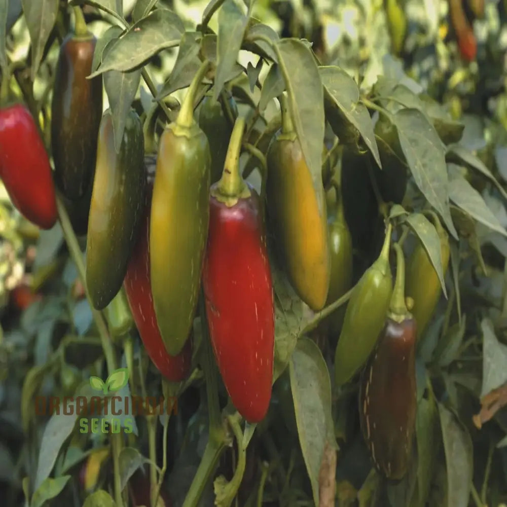 Premium Pepper Hot Chilli Jalapeno Gourmet Seeds – Grow Your Own Spicy Harvest!