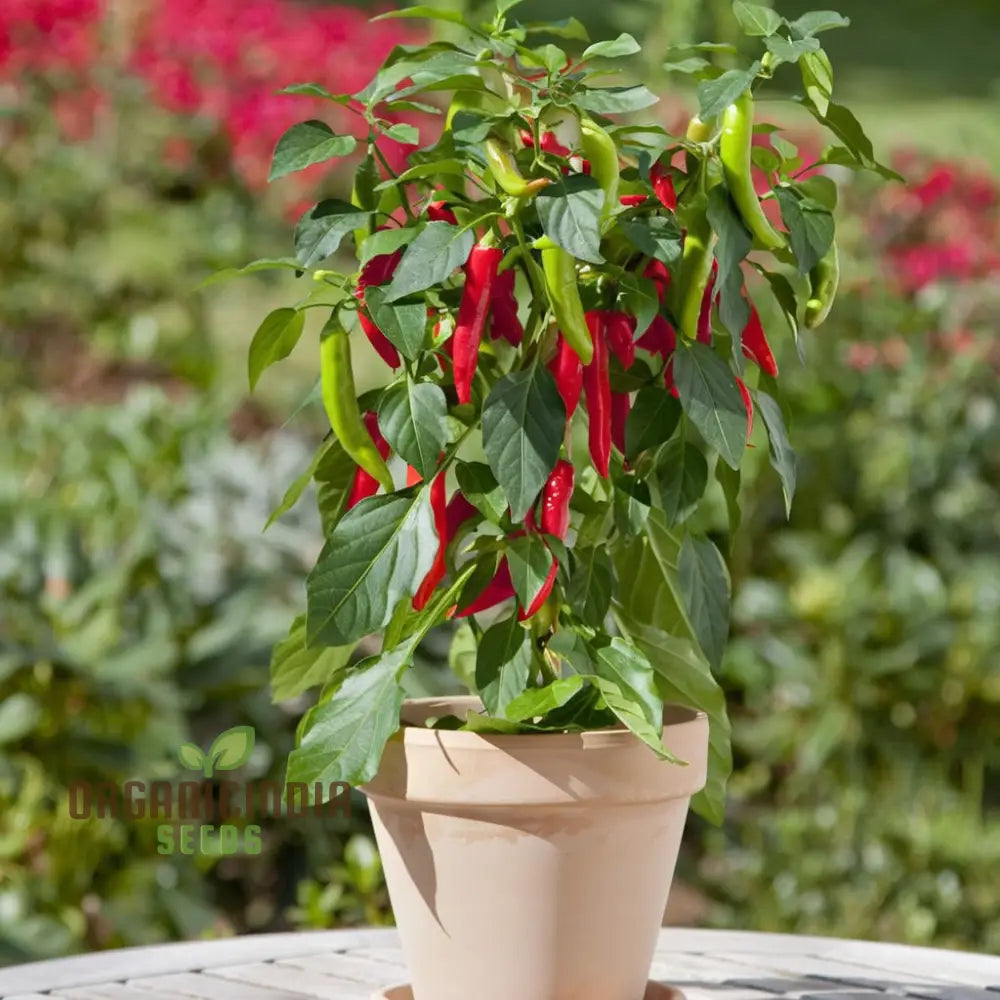 Premium Pepper Hot Chilli Jalapeno Gourmet Seeds – Grow Your Own Spicy Harvest!