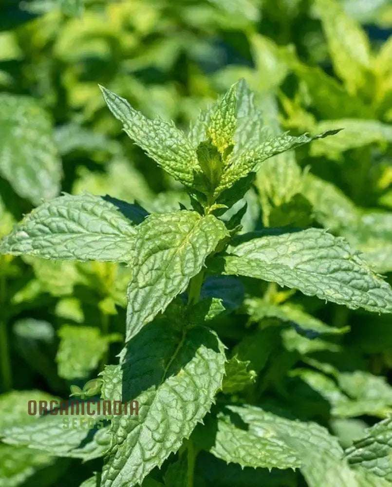 Premium Peppermint Seeds For Planting Grow Refreshing High-Quality In Your Garden Herb