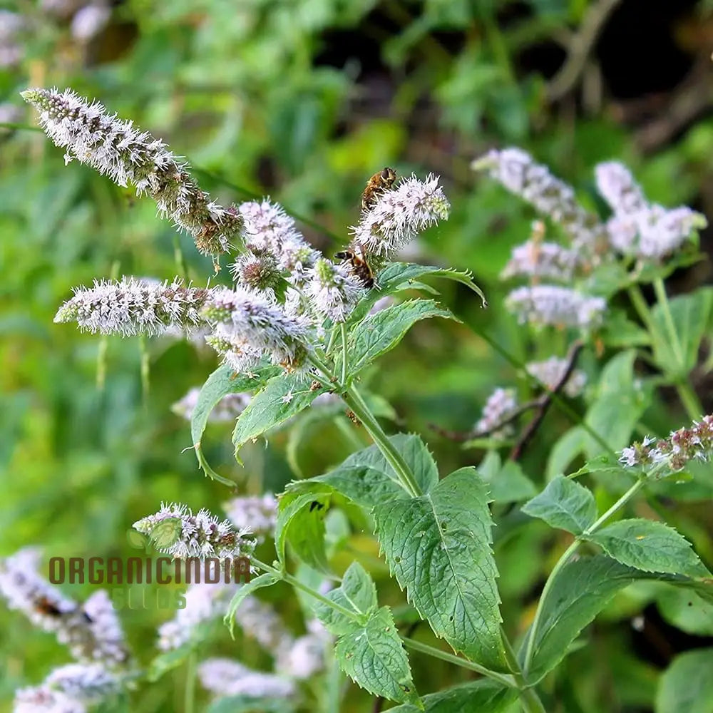 Premium Peppermint Seeds For Planting Grow Refreshing High-Quality In Your Garden Herb