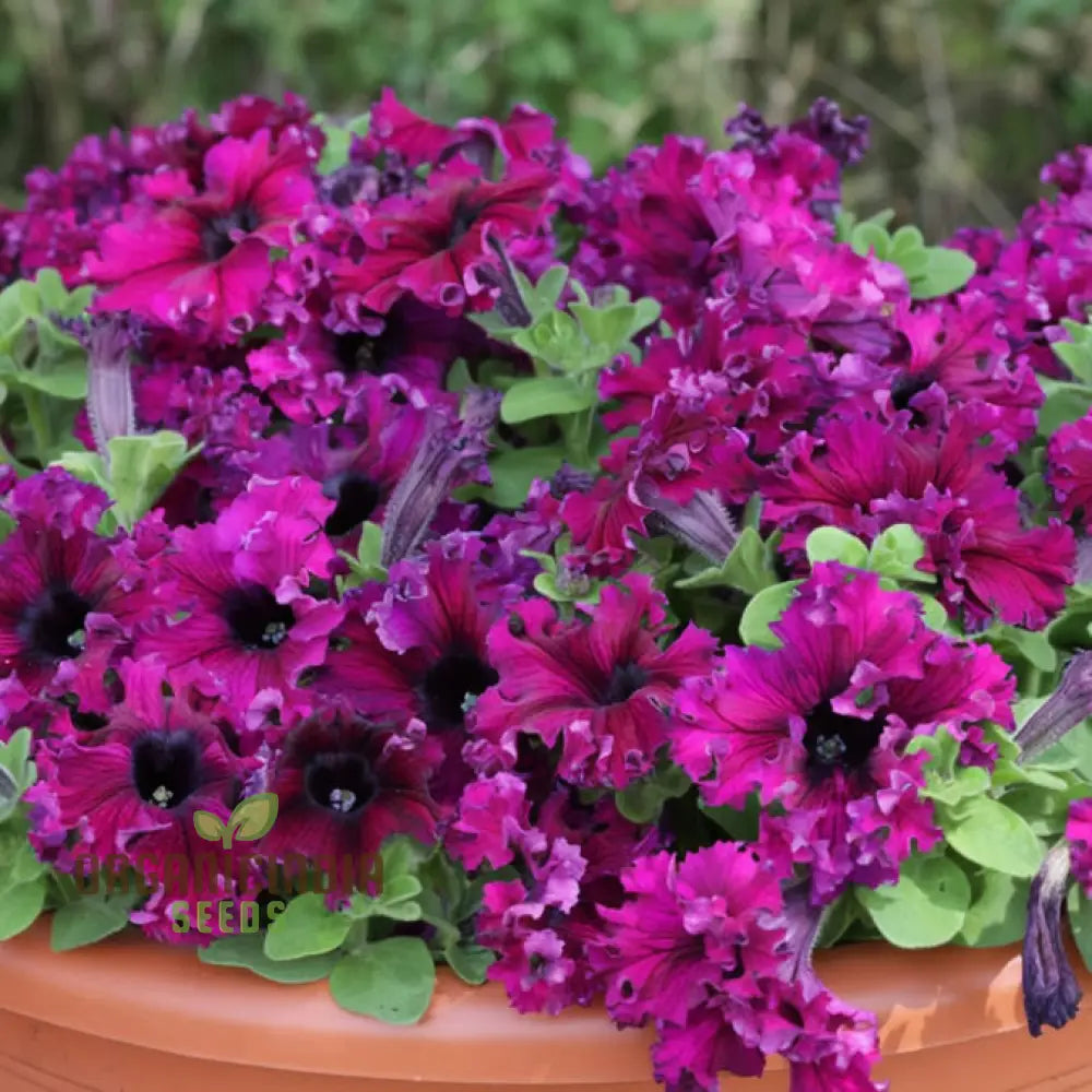 Premium Petunia Seeds - Colorful Flower For Planting In Gardens & Containers Annuals