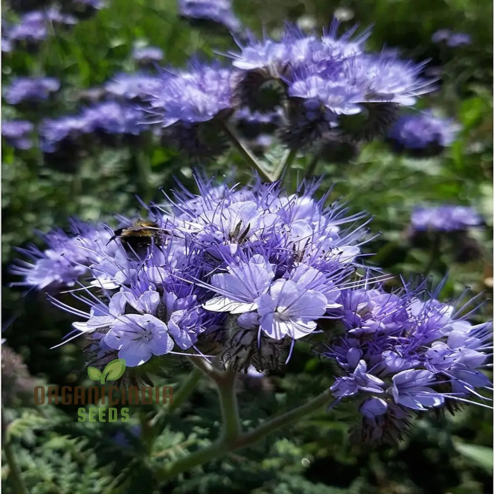 Premium Phacelia Tanacetifolia Plant Seeds: Enhance Your Garden With Vibrant Blooms And