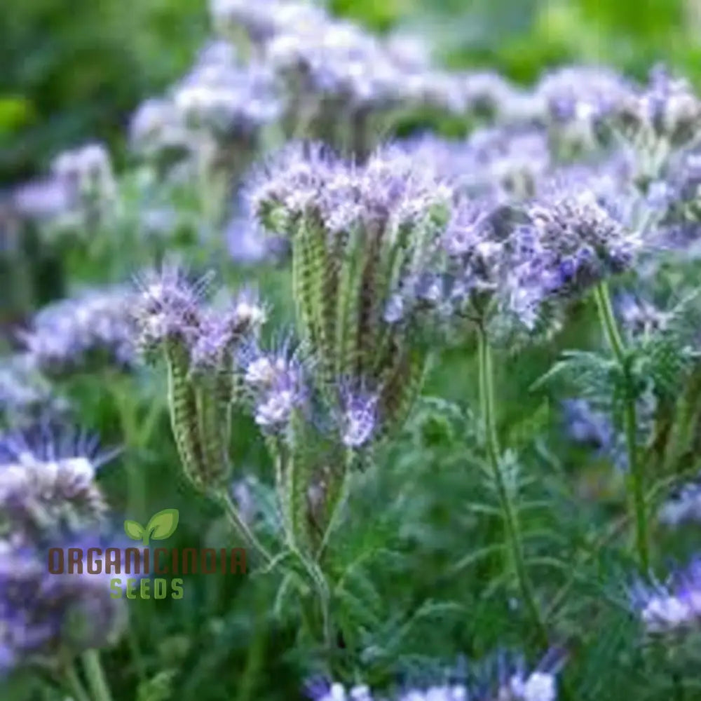 Premium Phacelia Tanacetifolia Plant Seeds: Enhance Your Garden With Vibrant Blooms And