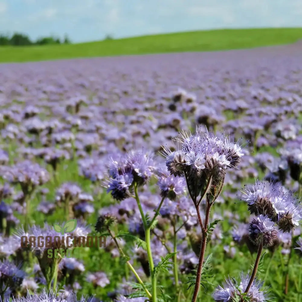 Premium Phacelia Tanacetifolia Plant Seeds: Enhance Your Garden With Vibrant Blooms And