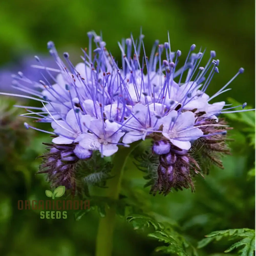 Premium Phacelia Tanacetifolia Plant Seeds: Enhance Your Garden With Vibrant Blooms And