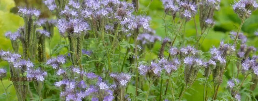 Premium Phacelia Tanacetifolia Plant Seeds: Enhance Your Garden With Vibrant Blooms And