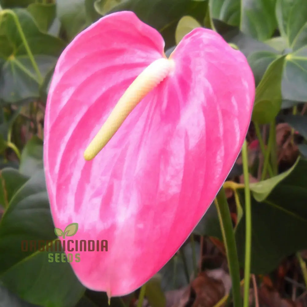 Premium Pink Anthurium Flower Seeds For Vibrant Gardening - Perfect Enthusiasts Seeking Exquisite