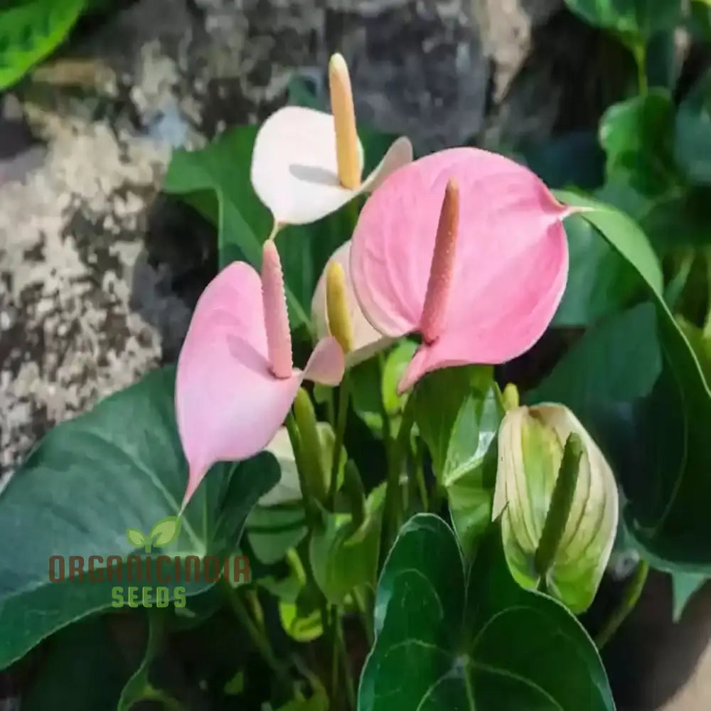 Premium Pink Anthurium Flower Seeds For Vibrant Gardening - Perfect Enthusiasts Seeking Exquisite