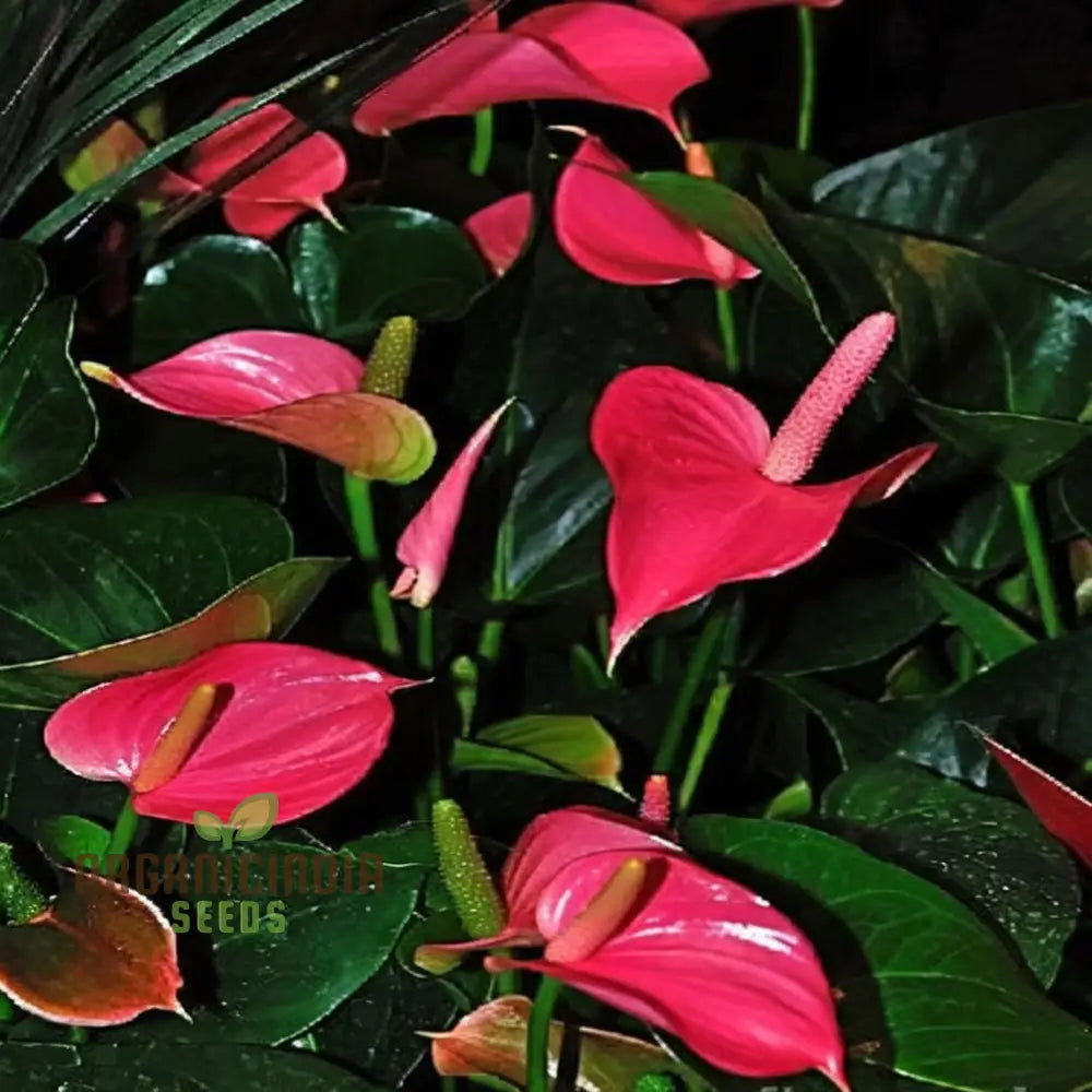 Premium Pink Anthurium Flower Seeds For Vibrant Gardening - Perfect Enthusiasts Seeking Exquisite