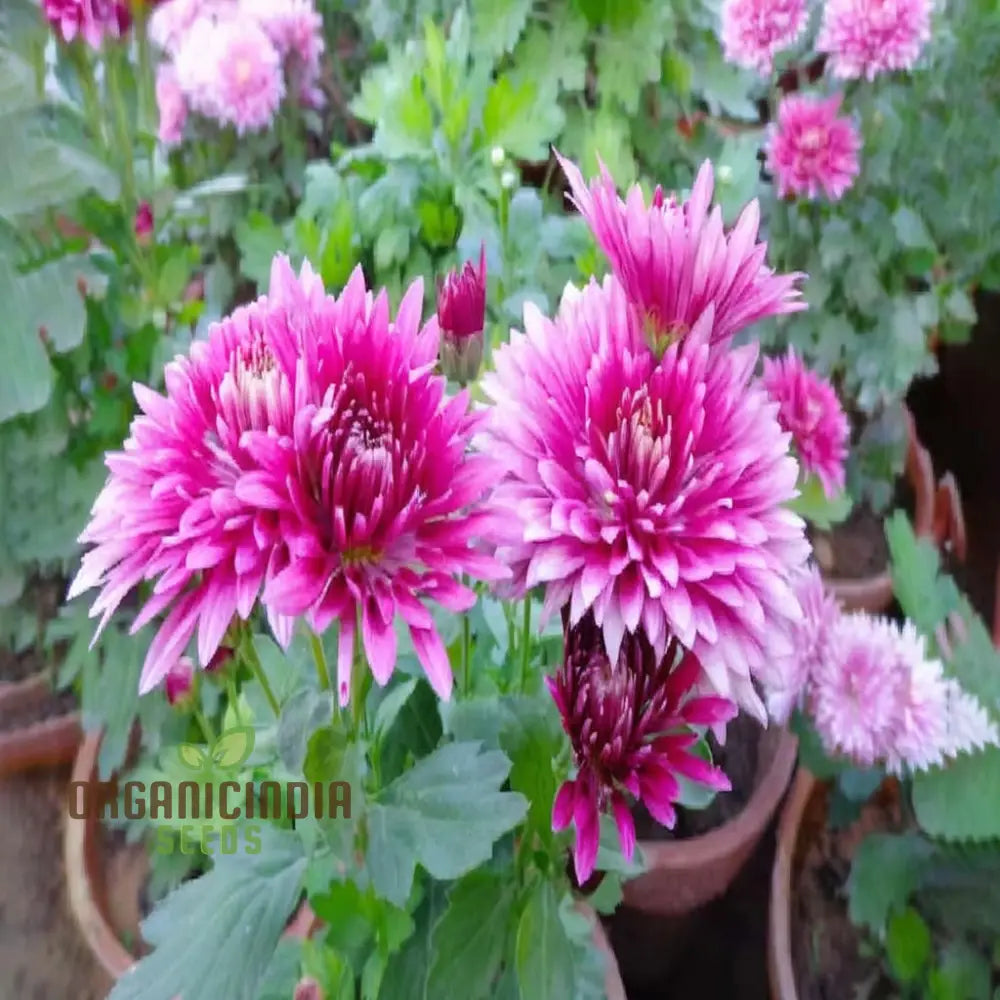 Premium Pink Chrysanthemum Flower Seeds: Grow Your Garden With Vibrant Blooms - Exceptional Quality