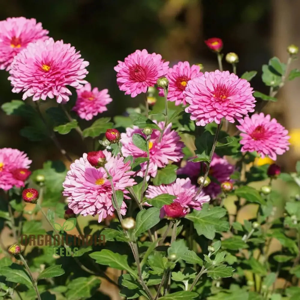 Premium Pink Chrysanthemum Flower Seeds: Grow Your Garden With Vibrant Blooms - Exceptional Quality