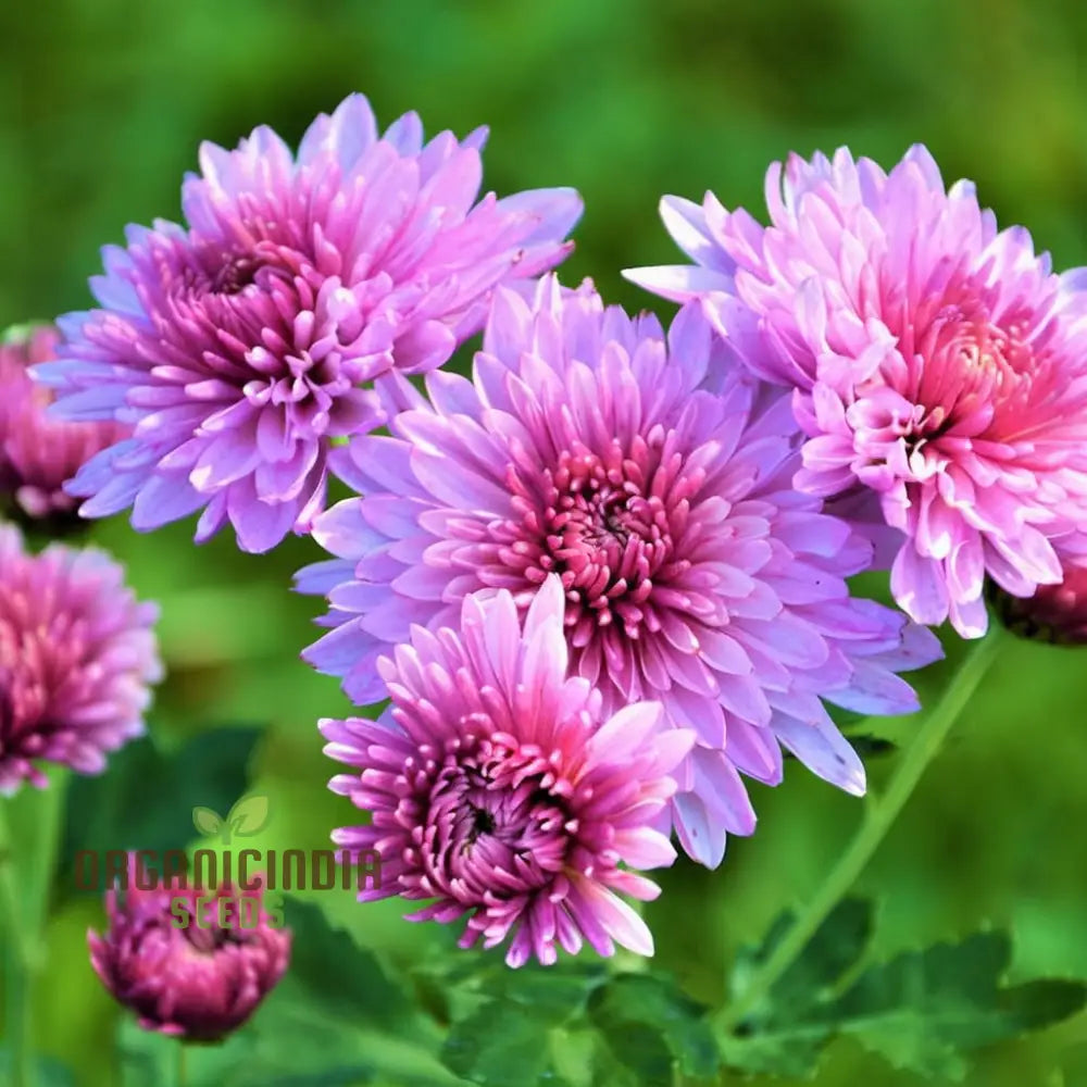 Premium Pink Chrysanthemum Flower Seeds: Grow Your Garden With Vibrant Blooms - Exceptional Quality