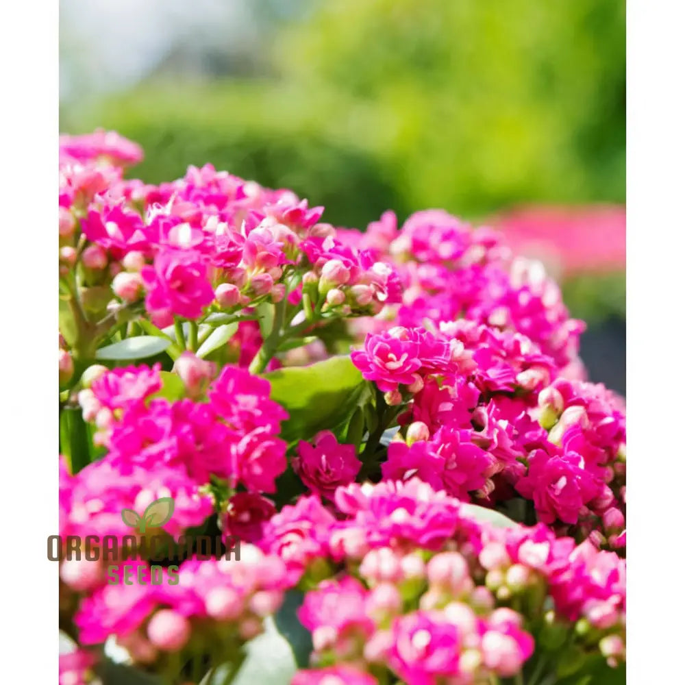 Premium Pink Kalanchoe Seeds Stunning Blossoms For Your Garden Perennials