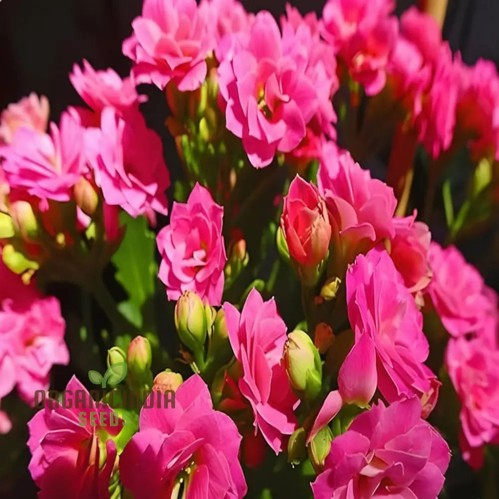 Premium Pink Kalanchoe Seeds Stunning Blossoms For Your Garden Perennials