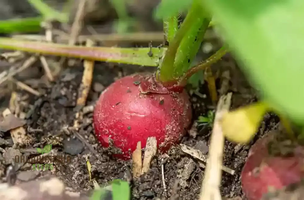 Premium Pink Radish Seeds Heirloom Variety For Fresh Salads And Garden Beauty Root Vegetables