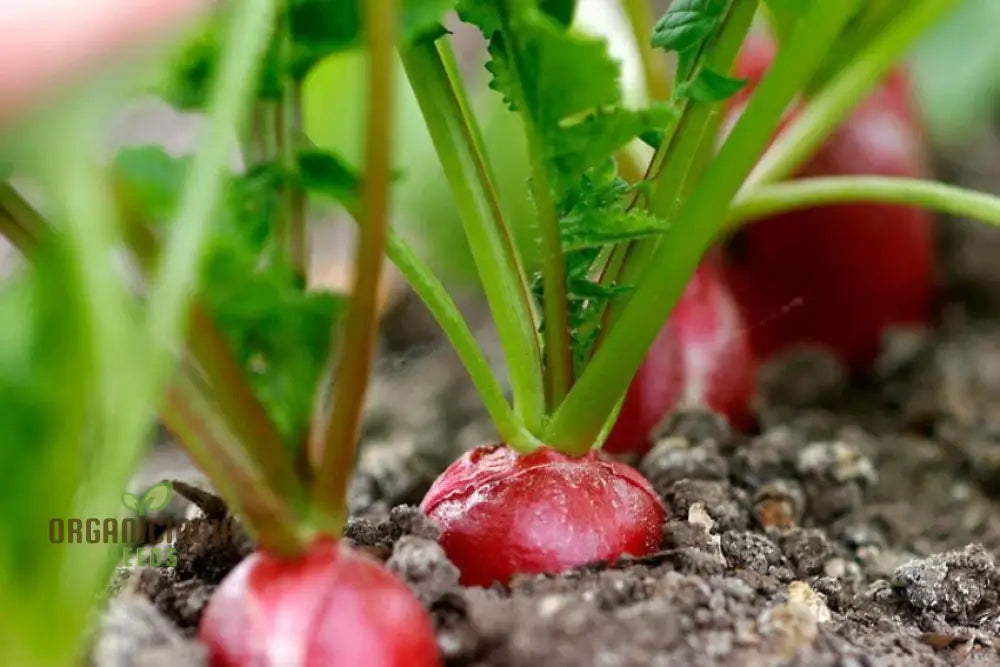 Premium Pink Radish Seeds Heirloom Variety For Fresh Salads And Garden Beauty Root Vegetables