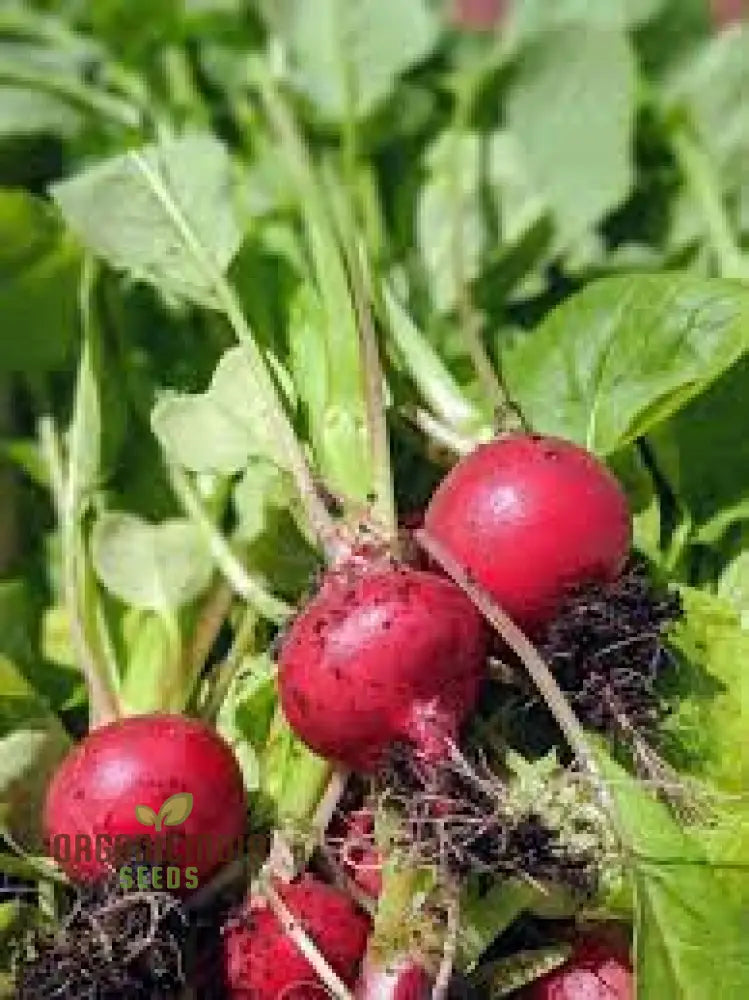 Premium Pink Radish Seeds Heirloom Variety For Fresh Salads And Garden Beauty Root Vegetables