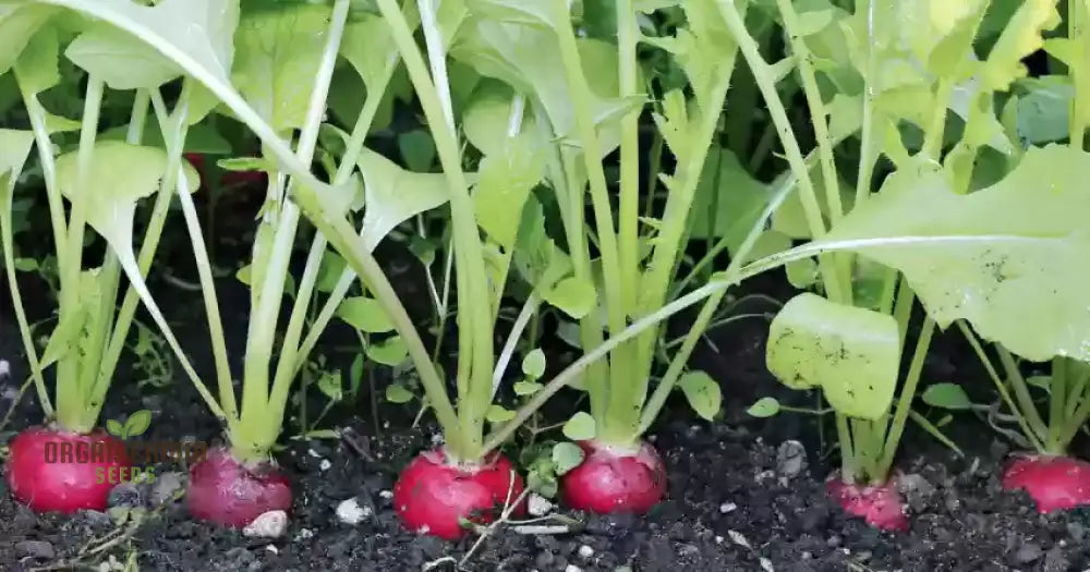 Premium Pink Radish Seeds Heirloom Variety For Fresh Salads And Garden Beauty Root Vegetables