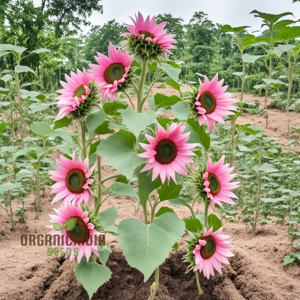 Premium Pink Sunflower Seeds Vibrant Blooms For Garden Planting Easy To Grow Attract Pollinators