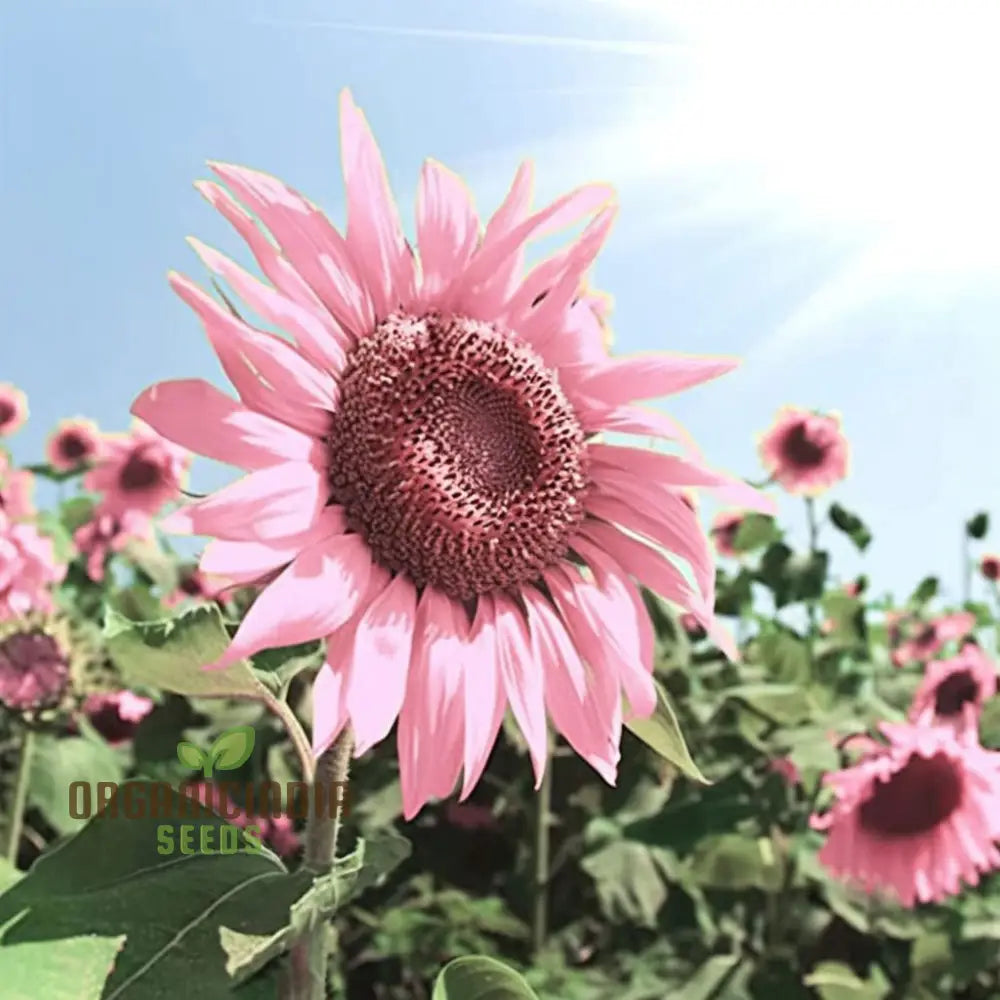 Premium Pink Sunflower Seeds Vibrant Blooms For Garden Planting Easy To Grow Attract Pollinators