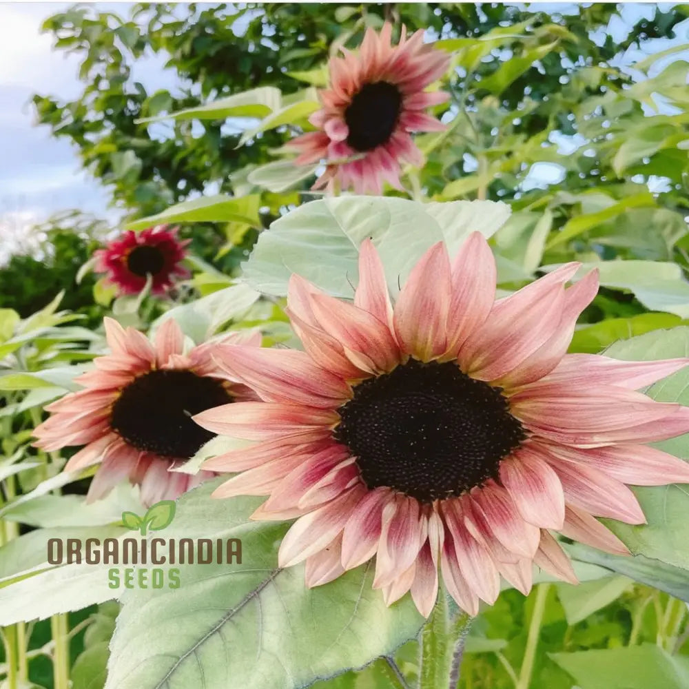 Premium Pink Sunflower Seeds Vibrant Blooms For Garden Planting Easy To Grow Attract Pollinators