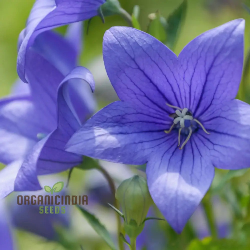 Premium Platycodon Grandiflorus Flower Seeds For Your Garden - Grow Stunning Balloon Flowers With