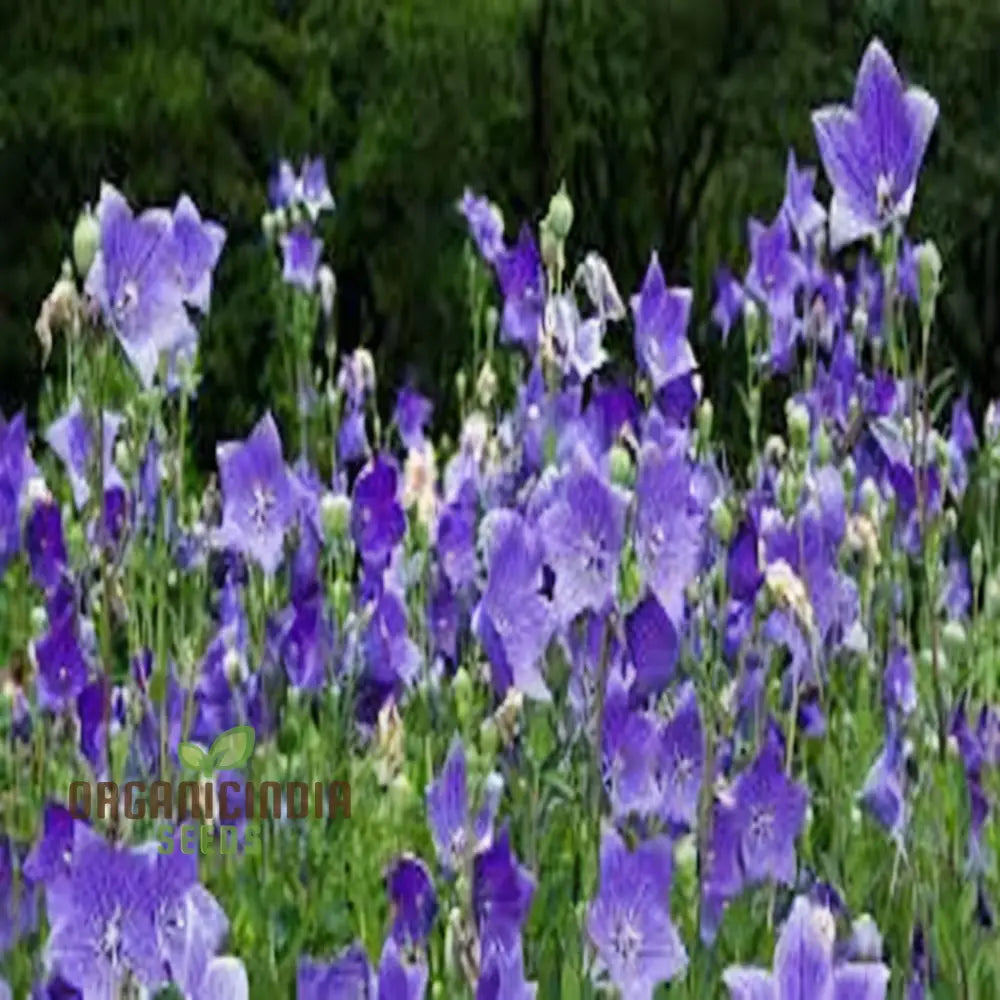 Premium Platycodon Grandiflorus Flower Seeds For Your Garden - Grow Stunning Balloon Flowers With