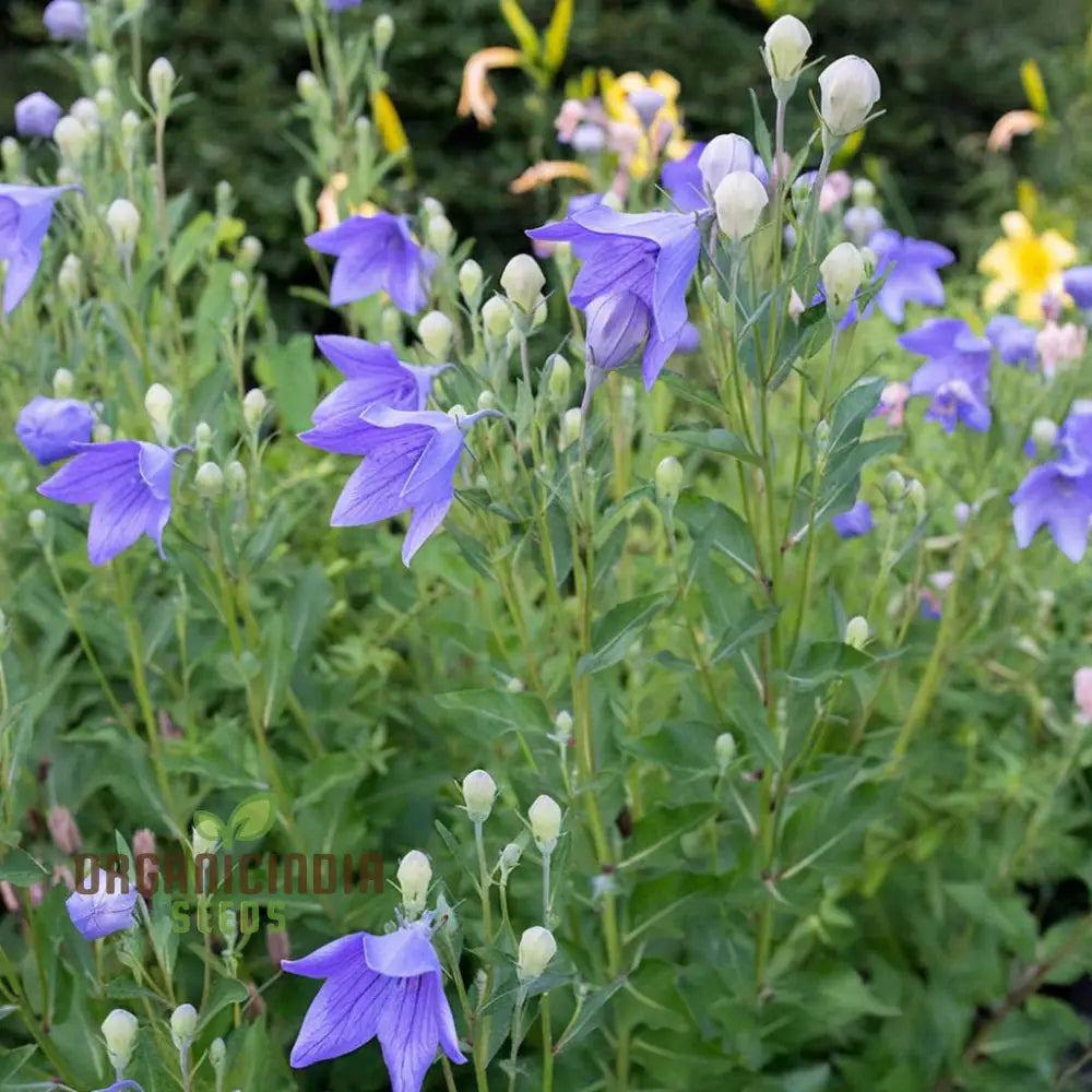 Premium Platycodon Grandiflorus Flower Seeds For Your Garden - Grow Stunning Balloon Flowers With