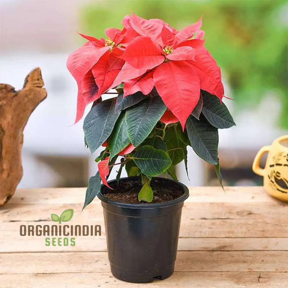 Premium Poinsettia Flower Seeds For Organic Planting – High-Quality