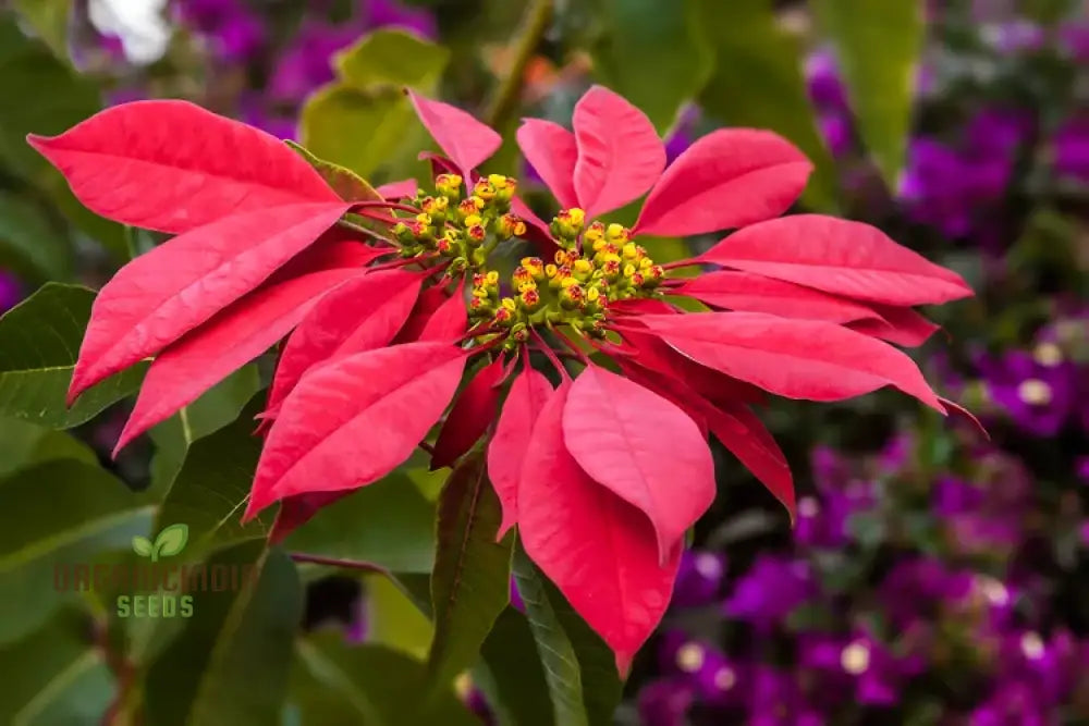 Premium Poinsettia Flower Seeds For Organic Planting â€“ High-Quality