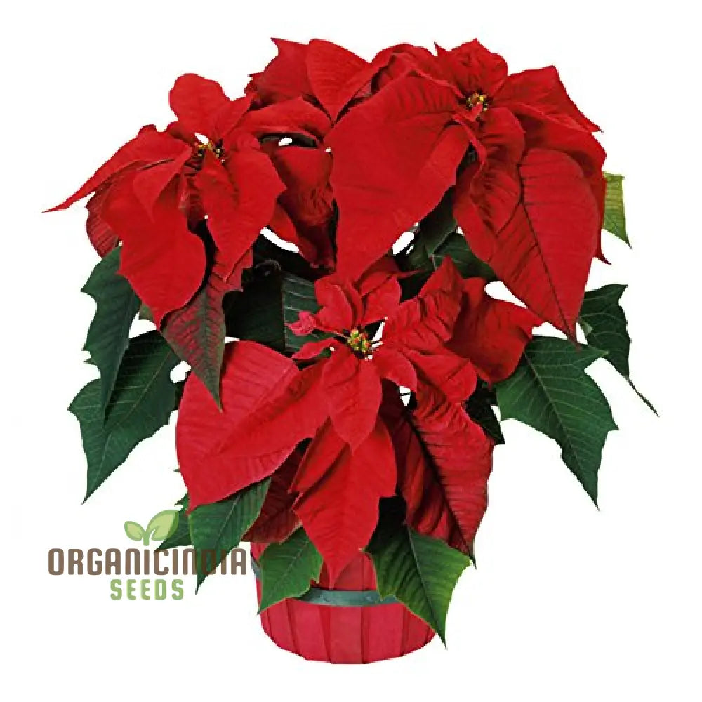 Premium Poinsettia Flower Seeds For Organic Planting – High-Quality