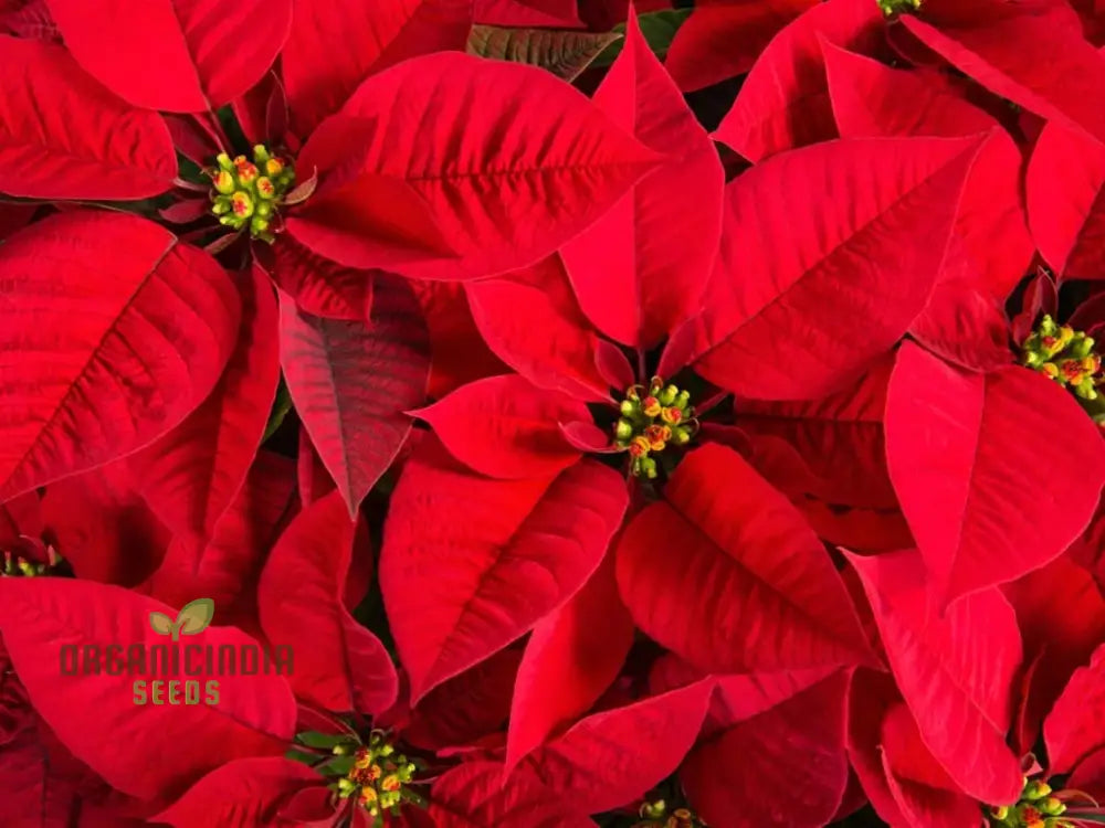 Premium Poinsettia Flower Seeds For Organic Planting â€“ High-Quality