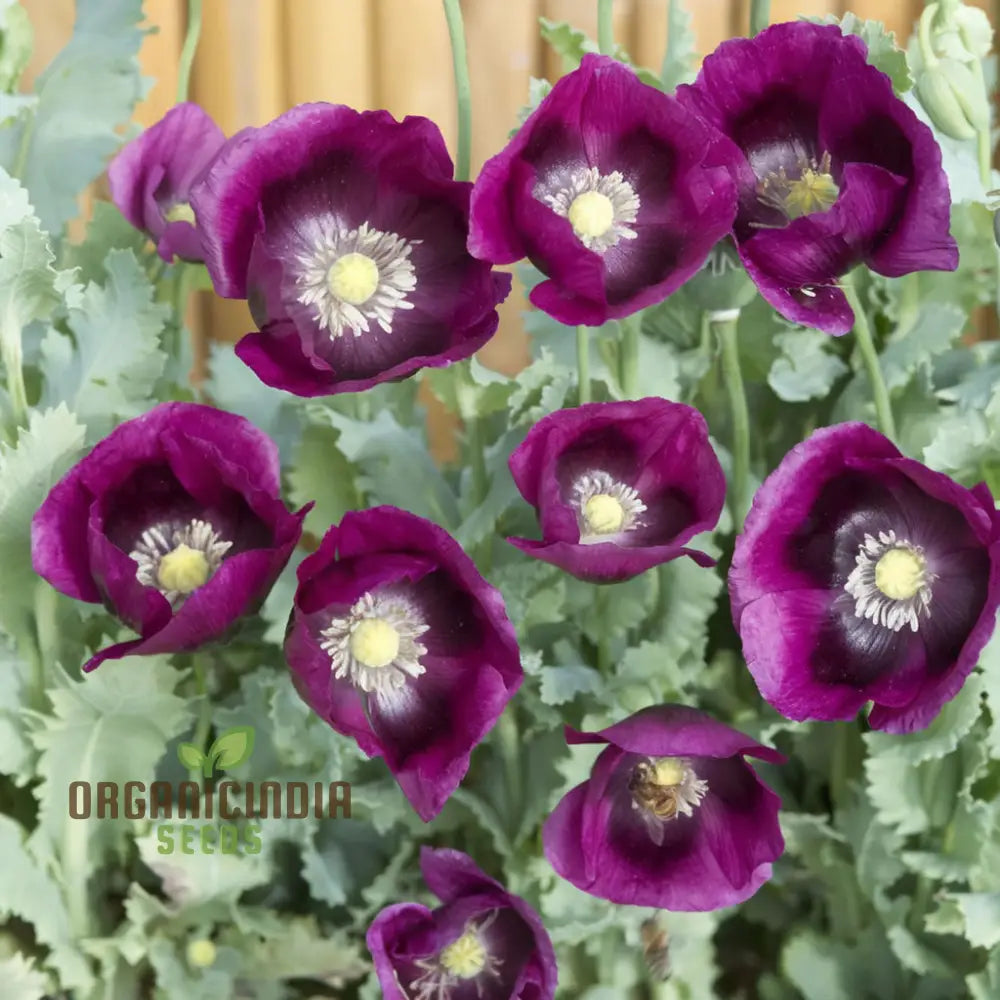 Premium Poppy Papaver Somniferum Laurenâ€™s Grape Flower Seeds Vibrant Garden Blooms Seeds