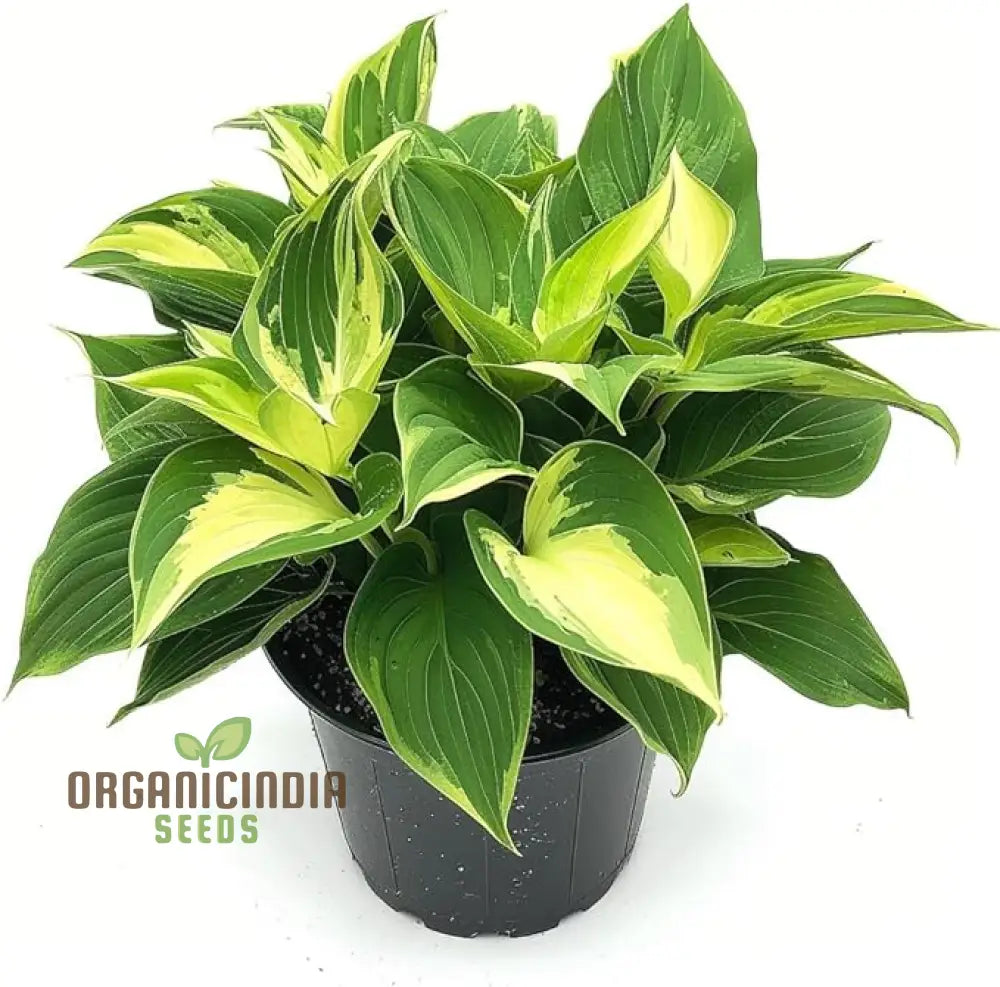 Premium Quality Hosta Mix Plant Seeds | Shade-Loving Perennial Flowers For Garden Indoor & Outdoor