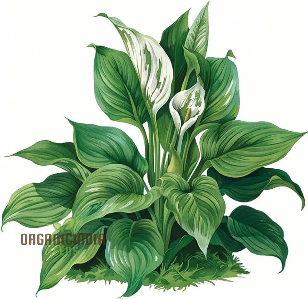 Premium Quality Hosta Mix Plant Seeds | Shade-Loving Perennial Flowers For Garden Indoor & Outdoor