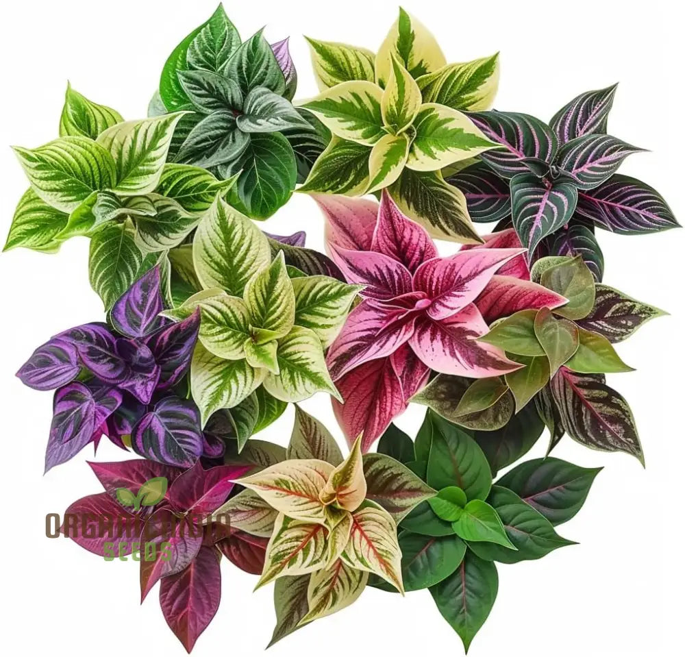 Premium Quality Hosta Mix Plant Seeds | Shade-Loving Perennial Flowers For Garden Indoor & Outdoor