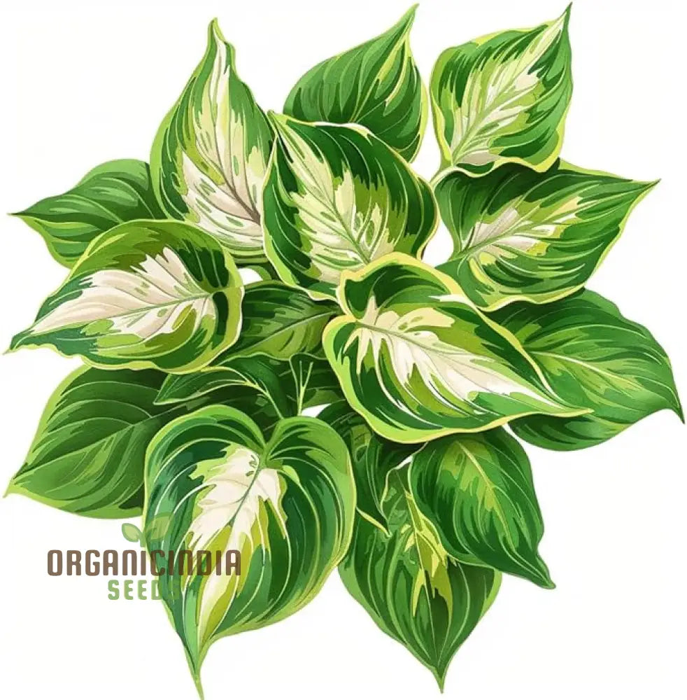 Premium Quality Hosta Mix Plant Seeds | Shade-Loving Perennial Flowers For Garden Indoor & Outdoor