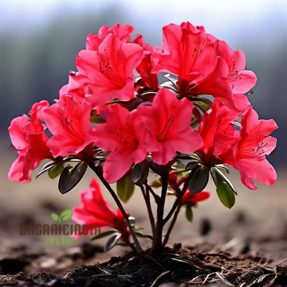 Premium Red Azalea Flower Seeds Blossom Your Garden With Vibrant Blooms Perennials