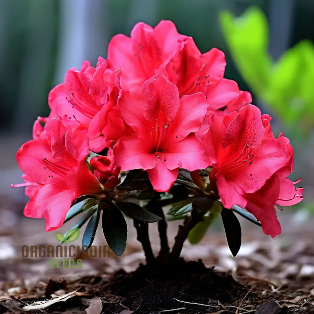 Premium Red Azalea Flower Seeds Blossom Your Garden With Vibrant Blooms Perennials