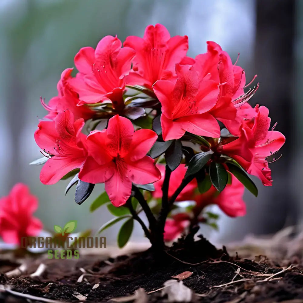 Premium Red Azalea Flower Seeds Blossom Your Garden With Vibrant Blooms Perennials