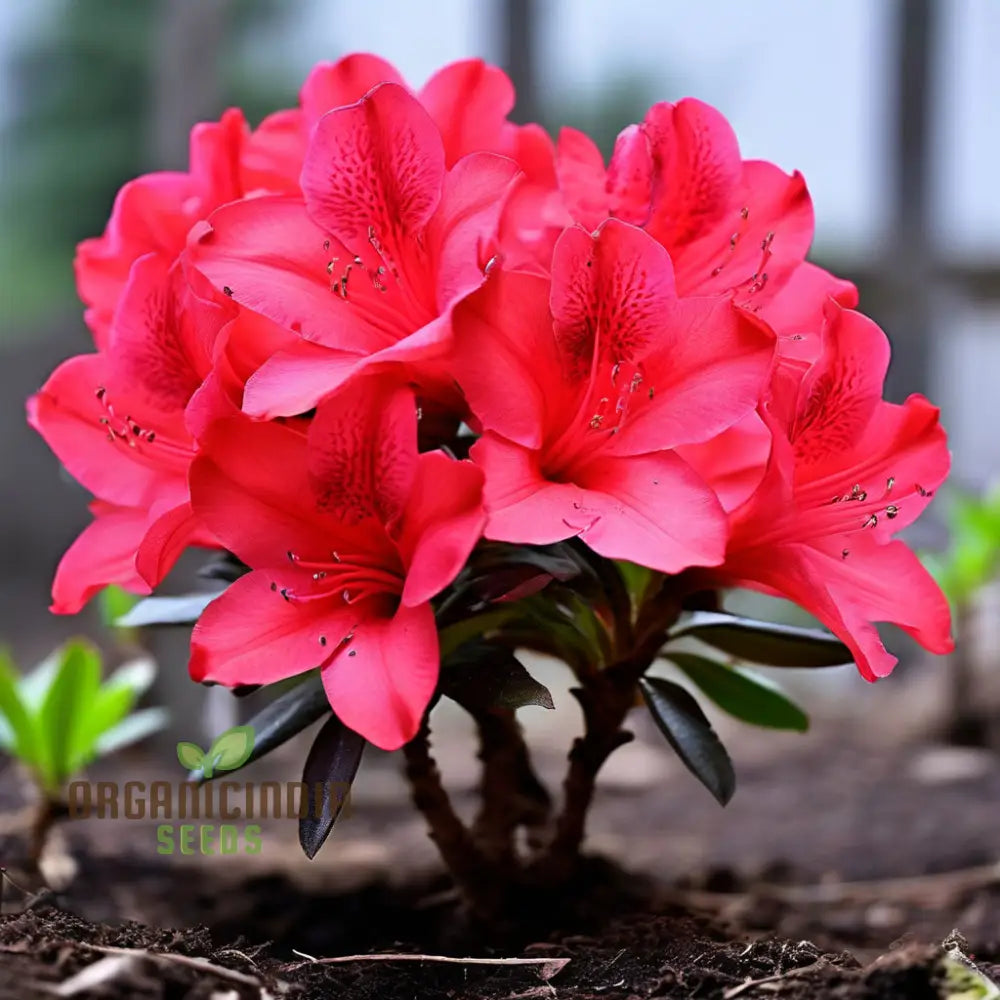 Premium Red Azalea Flower Seeds Blossom Your Garden With Vibrant Blooms Perennials