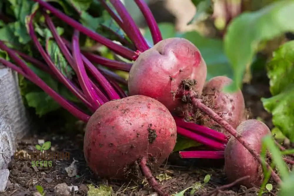 Premium Red Beet Seeds Plant Your Way To Vibrant Gardens - Deliciously Fresh Harvests And