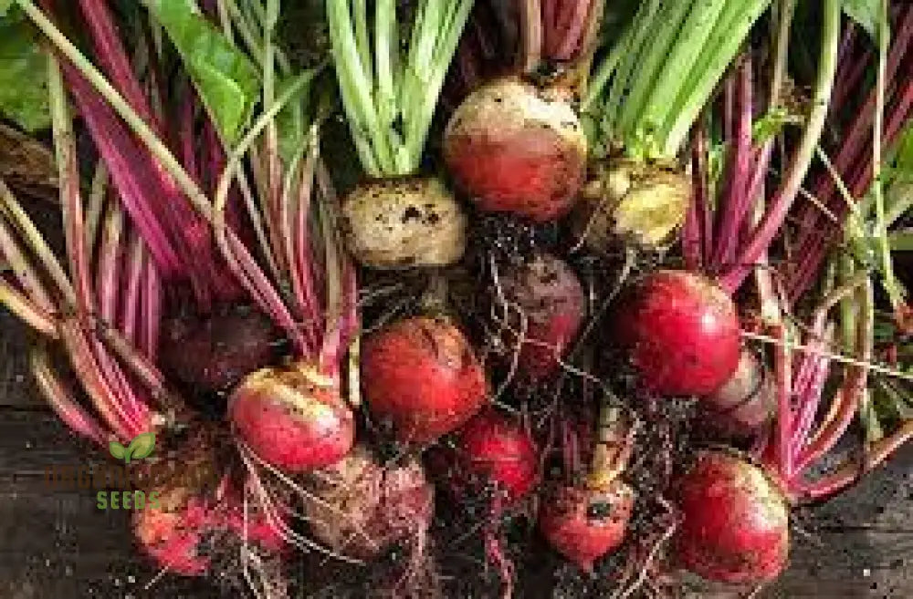 Premium Red Beet Seeds Plant Your Way To Vibrant Gardens - Deliciously Fresh Harvests And