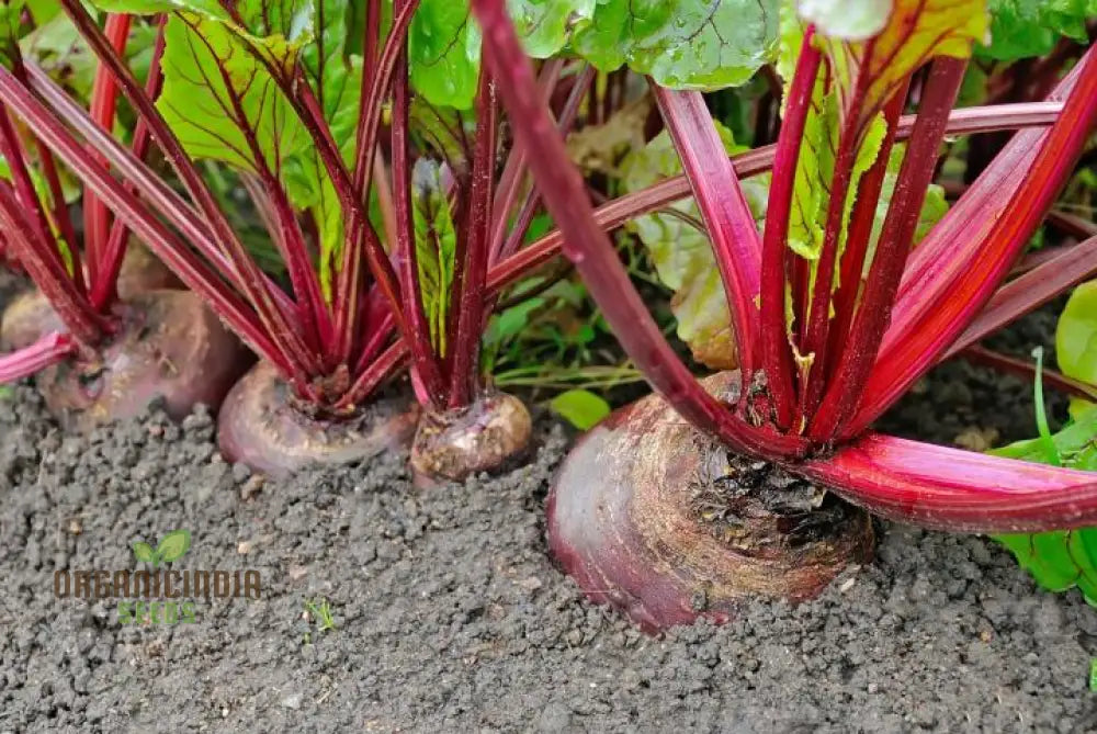 Premium Red Beet Seeds Plant Your Way To Vibrant Gardens - Deliciously Fresh Harvests And