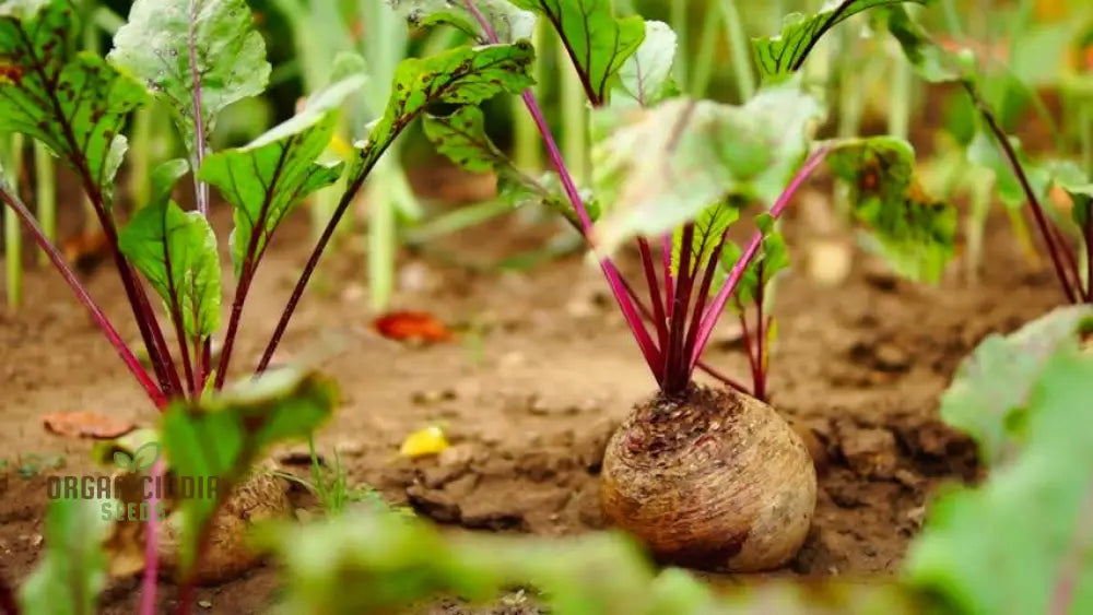 Premium Red Beet Seeds Plant Your Way To Vibrant Gardens - Deliciously Fresh Harvests And