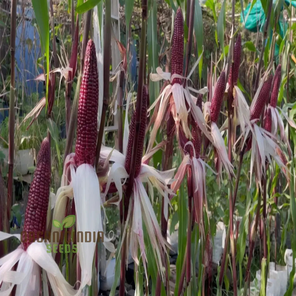 Premium Red Corn Seeds Ideal For Vibrant Thriving Gardens For Planting Squash And Gourds