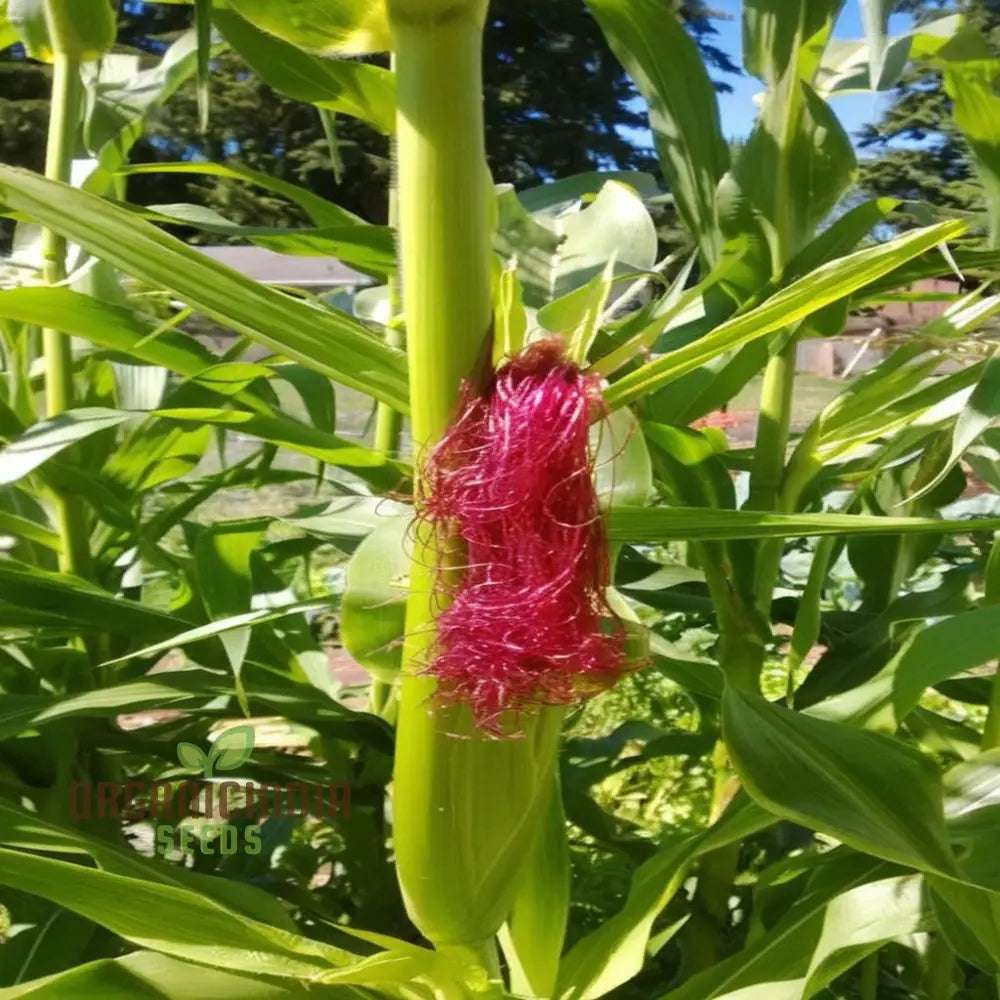 Premium Red Corn Seeds Ideal For Vibrant Thriving Gardens For Planting Squash And Gourds